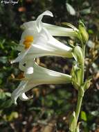 Image of Madonna lily