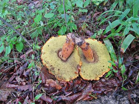 Слика од Rugiboletus