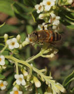 Image of Flax-Leaved Daphne