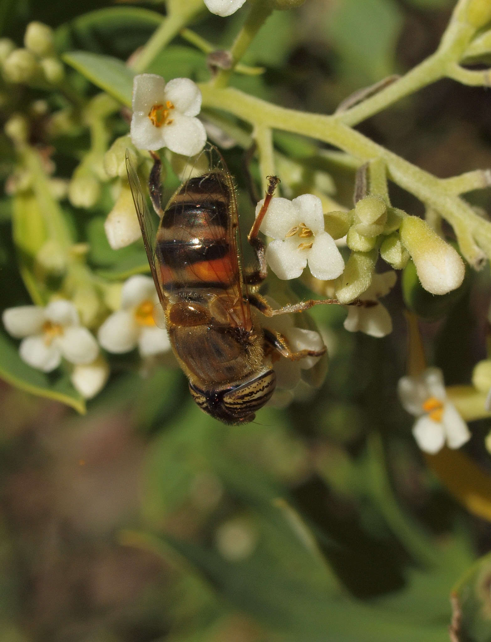 Image of Flax-Leaved Daphne