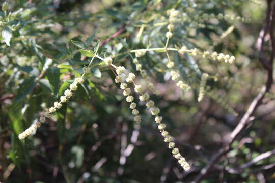 Image of Asterohyptis stellulata (Benth.) Epling