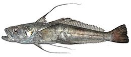 Image of Longfin icedevil