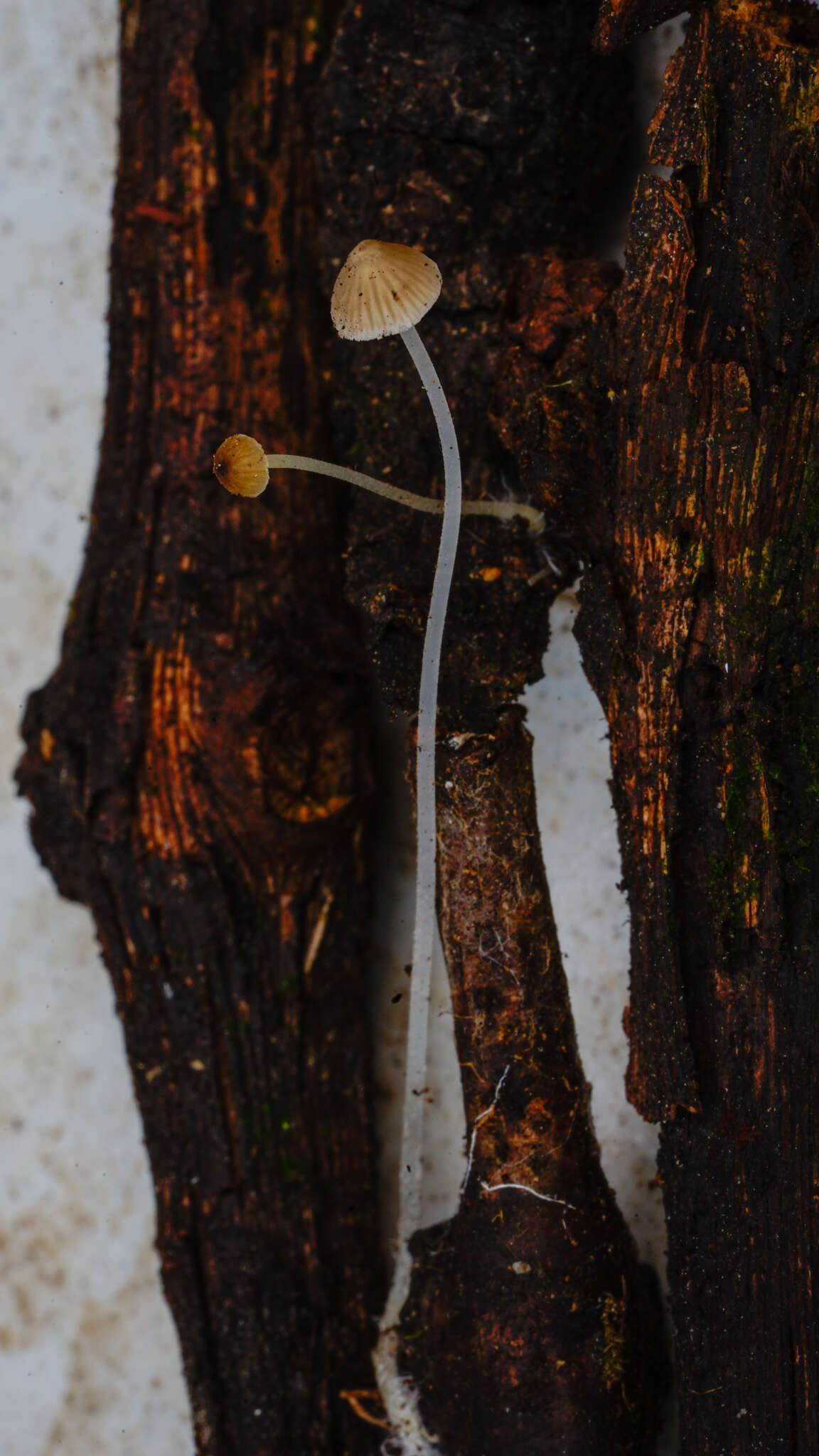 Image of Phloeomana hiemalis (Osbeck) Redhead 2016