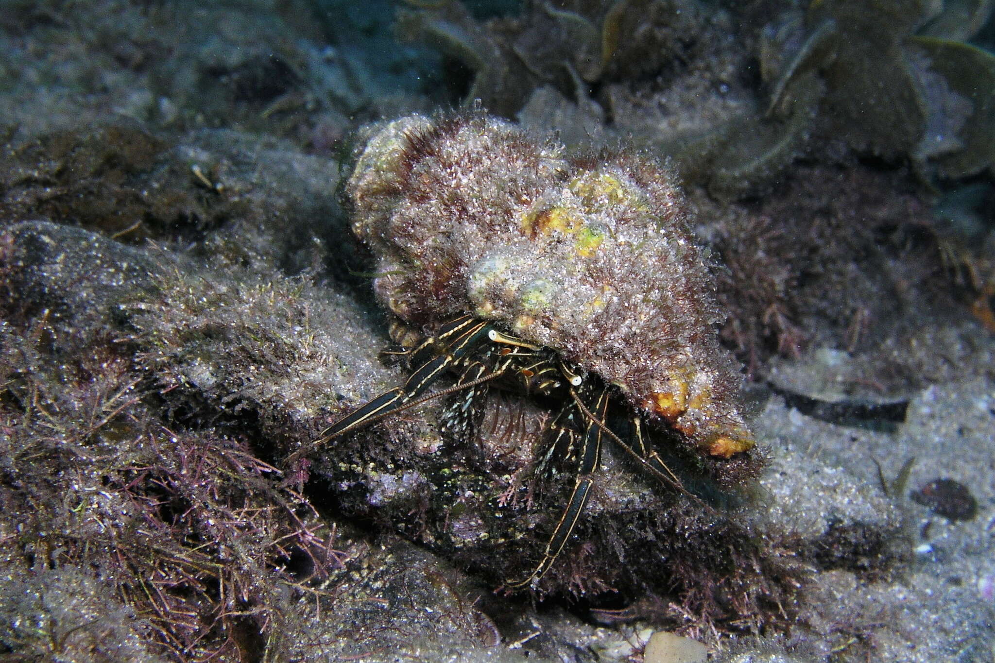 Sivun Clibanarius taeniatus (H. Milnne Edwards 1848) kuva