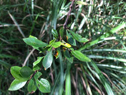 Image of Rhamnus parvifolia Bunge