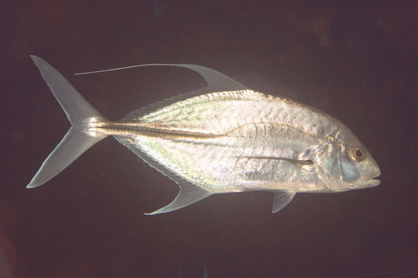 Слика од Carangoides oblongus (Cuvier 1833)