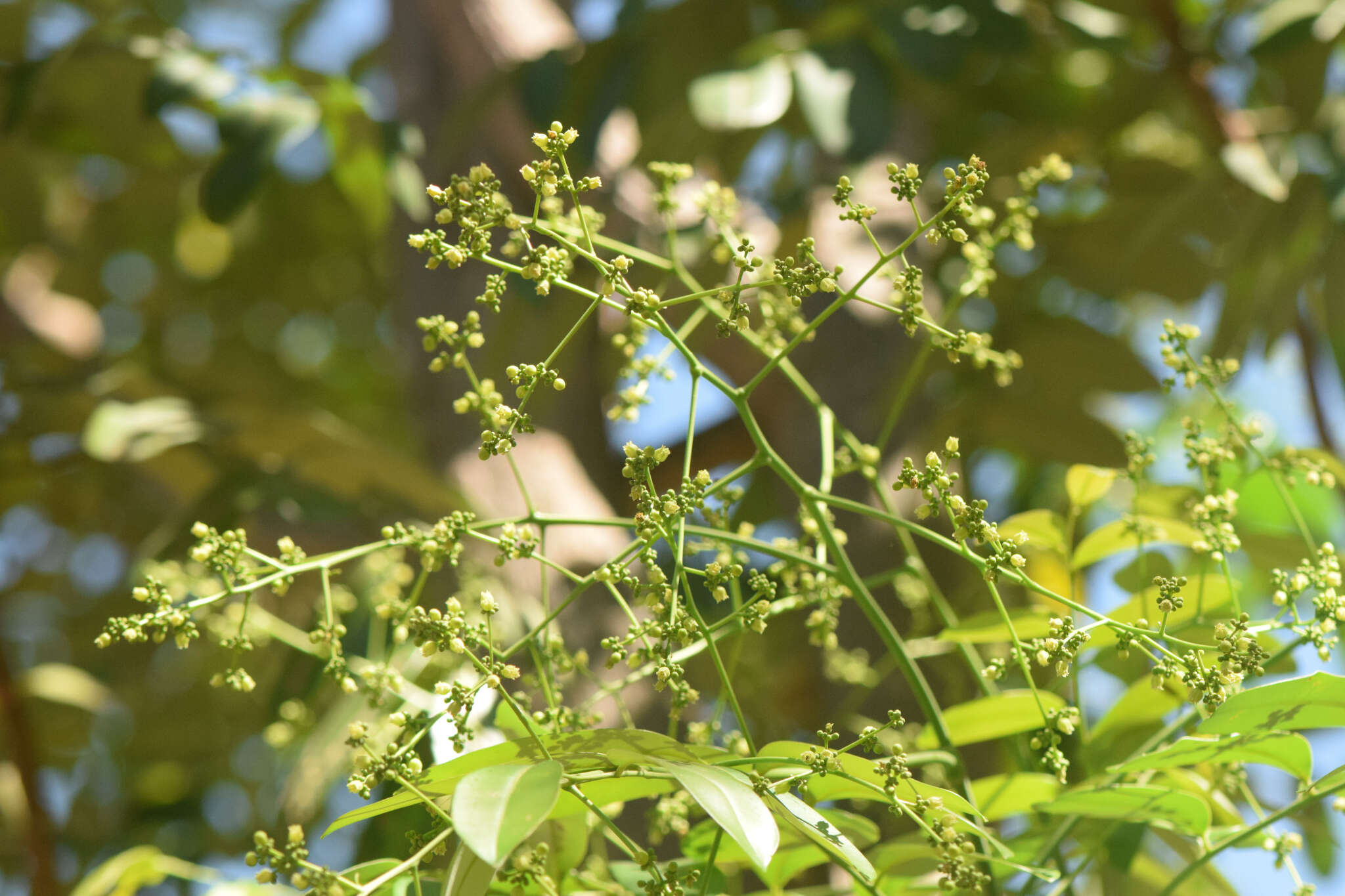 Imagem de Simarouba amara Aubl.