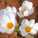 Image of Crocus leichtlinii (Dewer) Bowles