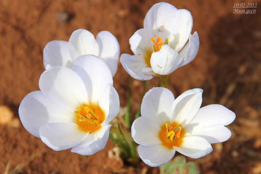 Image de Crocus leichtlinii (Dewer) Bowles