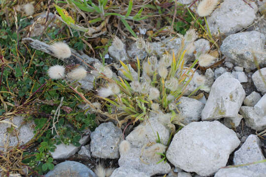 Image of harestail grass