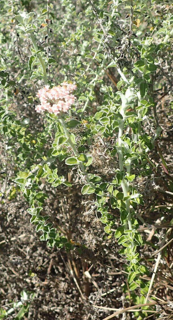 Слика од Plecostachys serpyllifolia (Berg.) O. M. Hilliard & B. L. Burtt