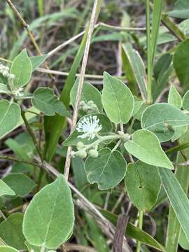 Image of pepperbush