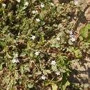 Image of Erodium lebelii Jord.