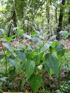 Image of broadleaf enchanter's nightshade