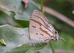 Слика од Hypolycaena pachalica Butler 1888