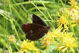 Image of Erebia euryale Esper 1777