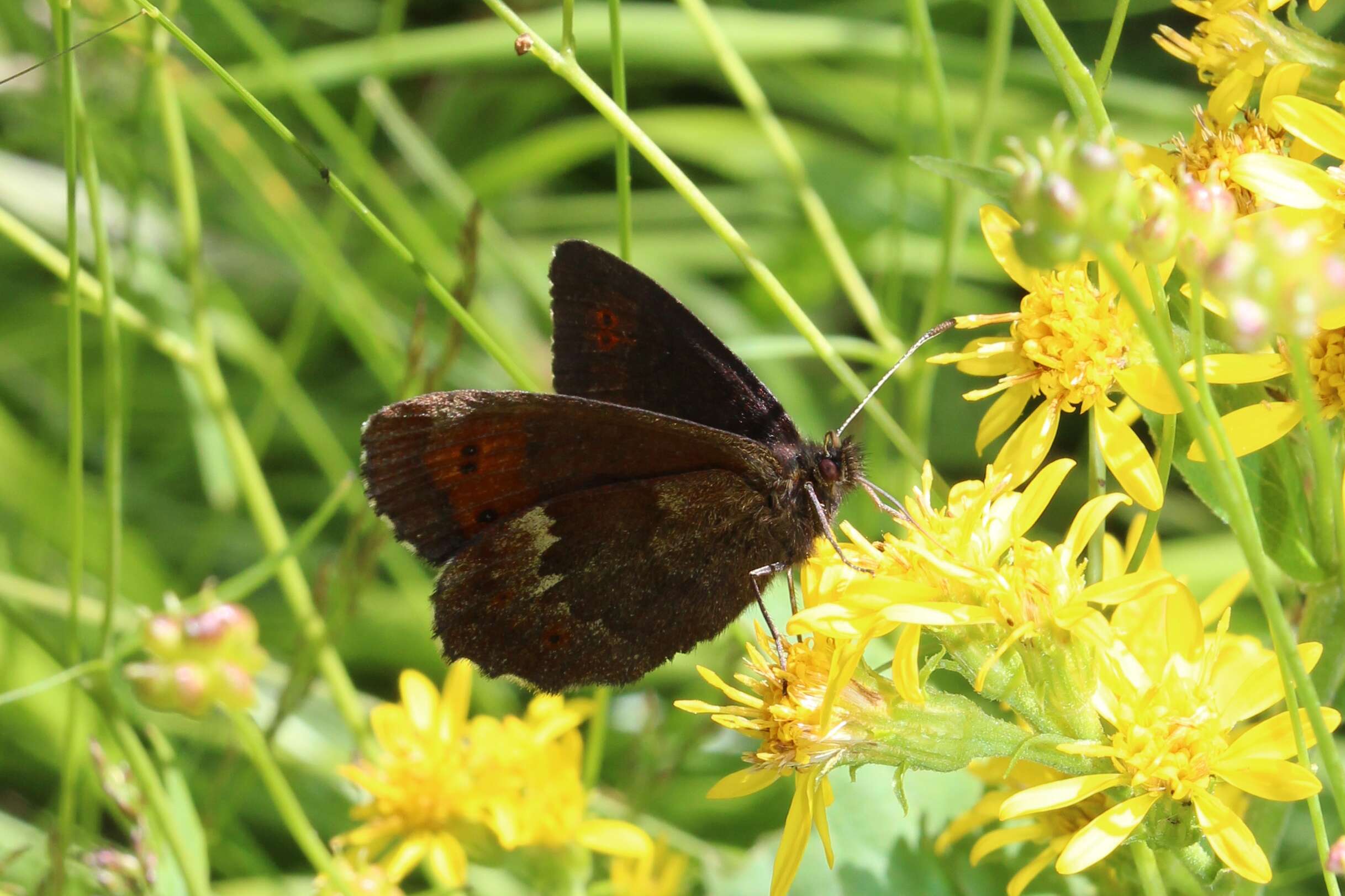 Image of Erebia euryale Esper 1777