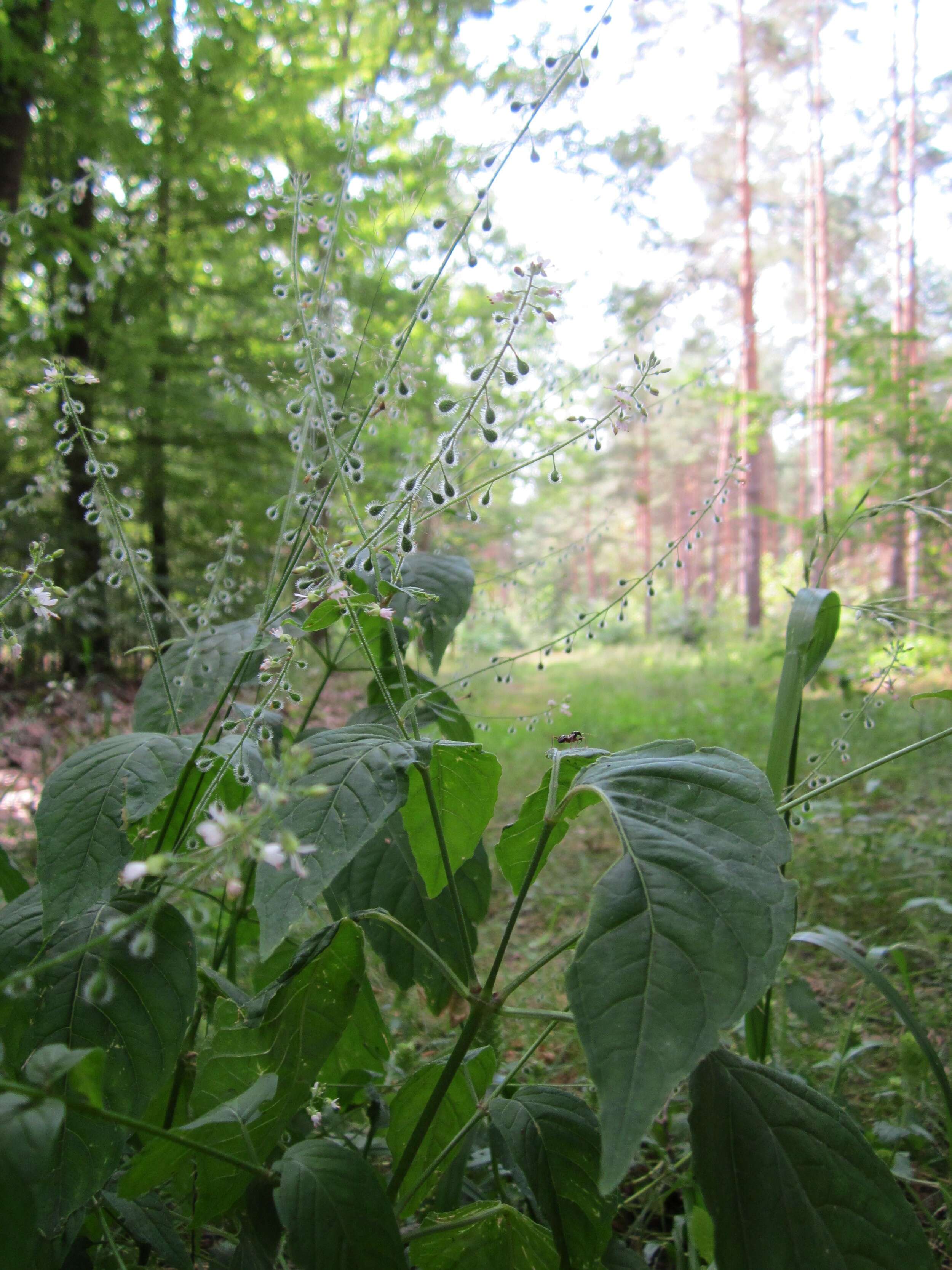 Image of broadleaf enchanter's nightshade