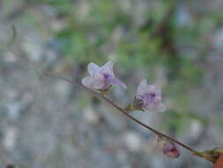 Plancia ëd Linaria corifolia Desf.