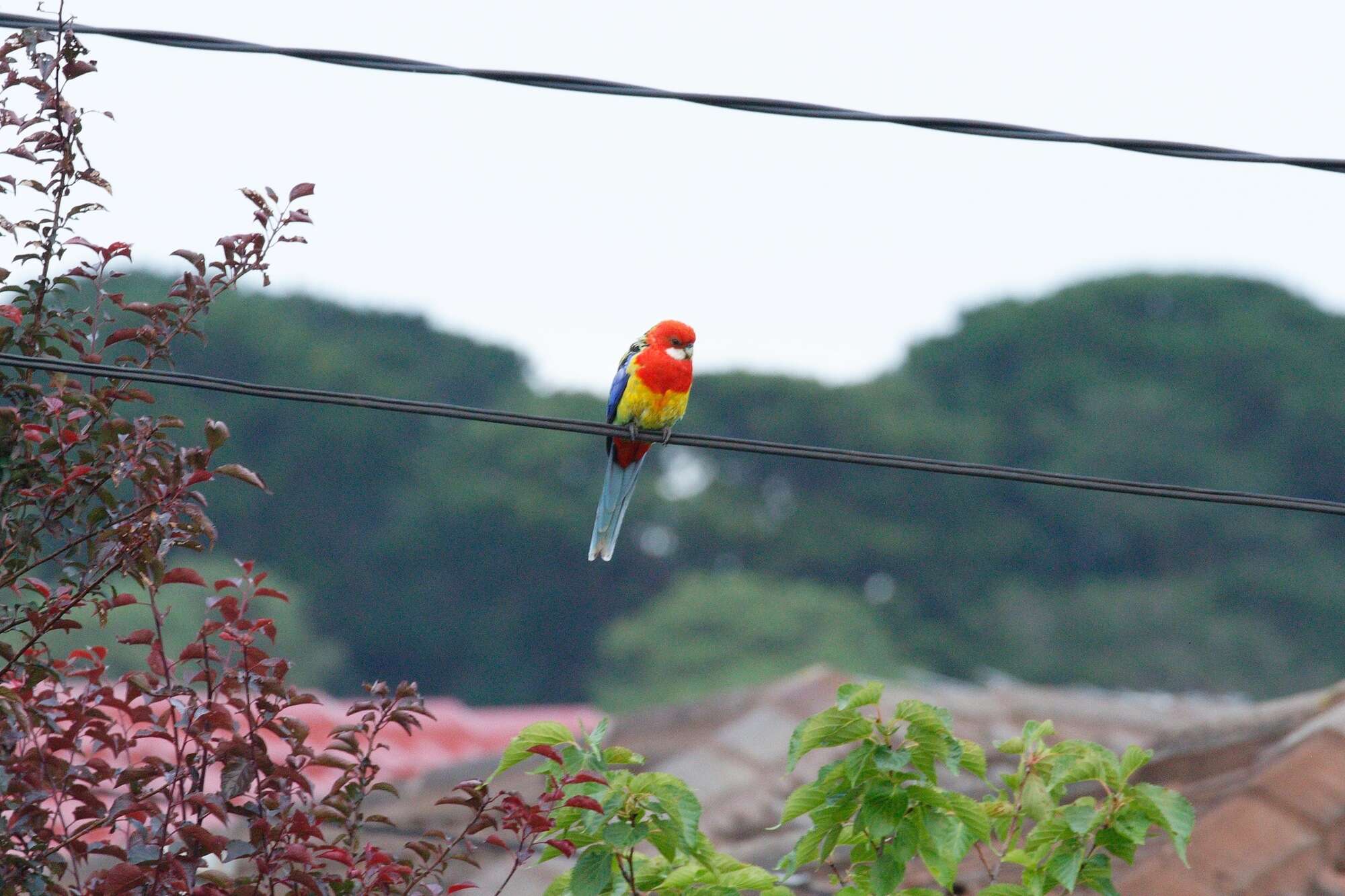 Image of Eastern Rosella