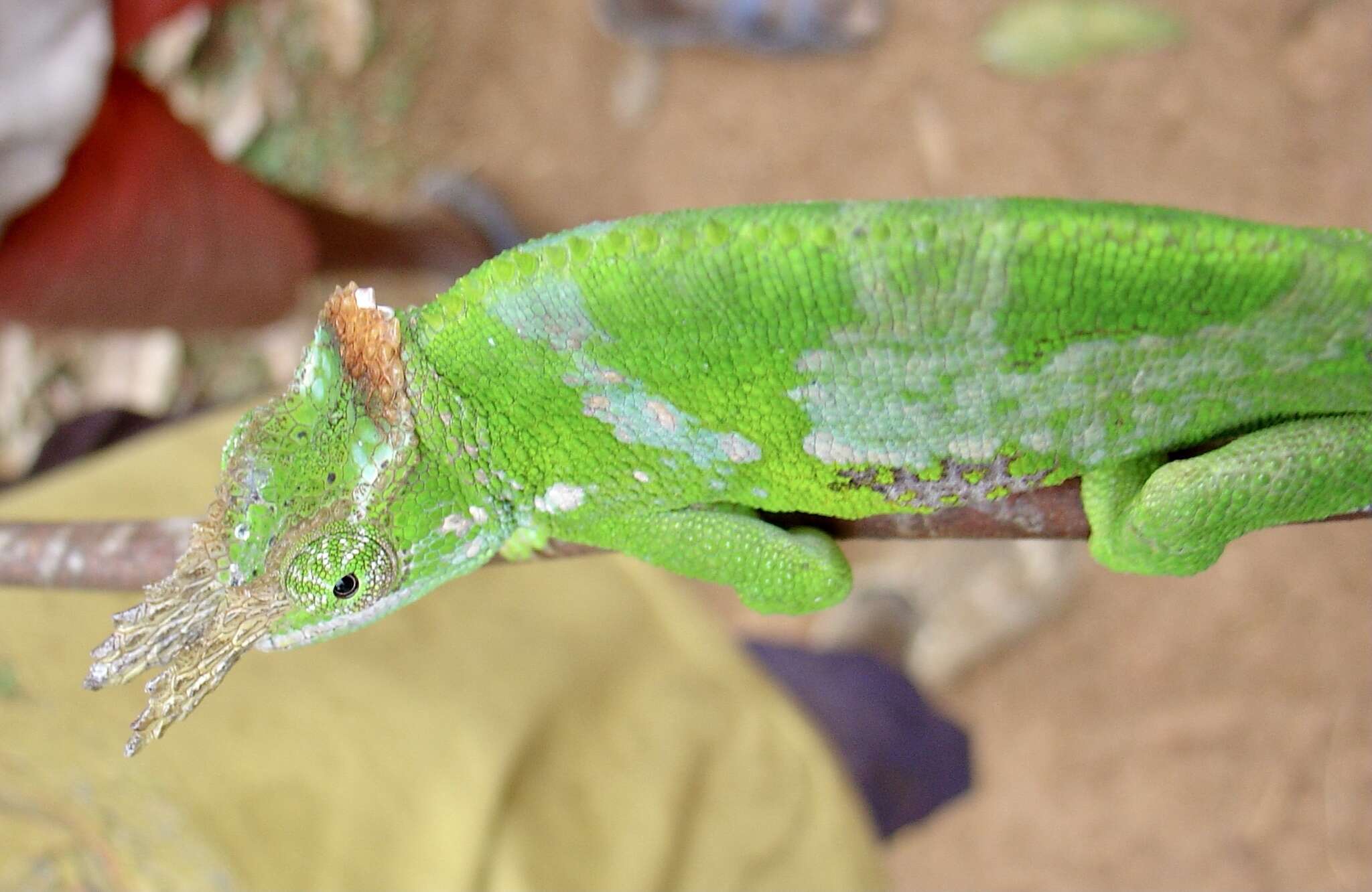 Image of West Usambara Blade-horned Chameleon