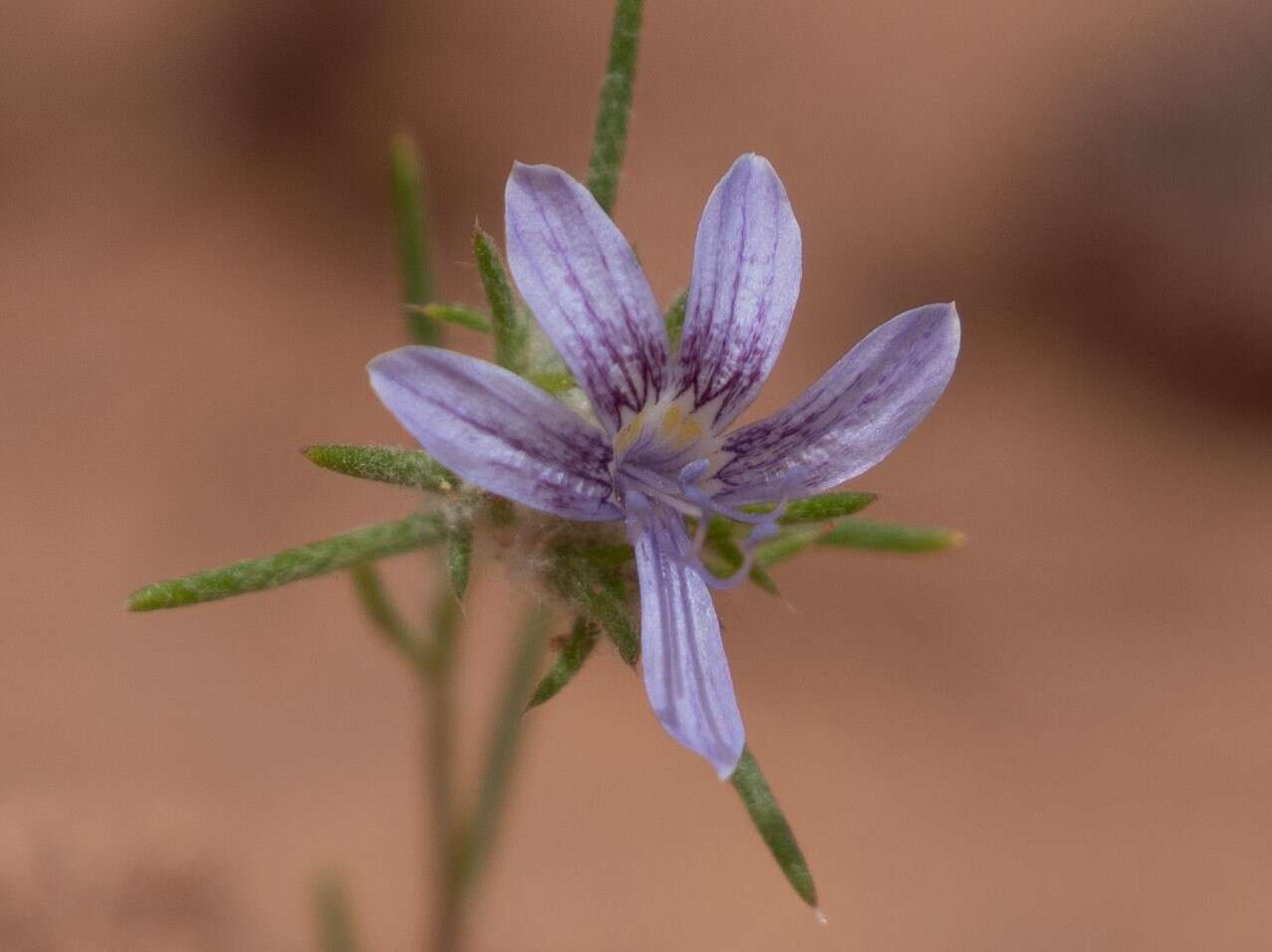 Imagem de Eriastrum eremicum subsp. zionis (T. T. Craig) S. J. De Groot