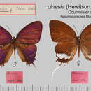 Sivun Drupadia cinesia (Hewitson (1863)) kuva