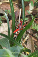 Image of Aechmea tillandsioides (Mart. ex Schult. & Schult. fil.) Baker