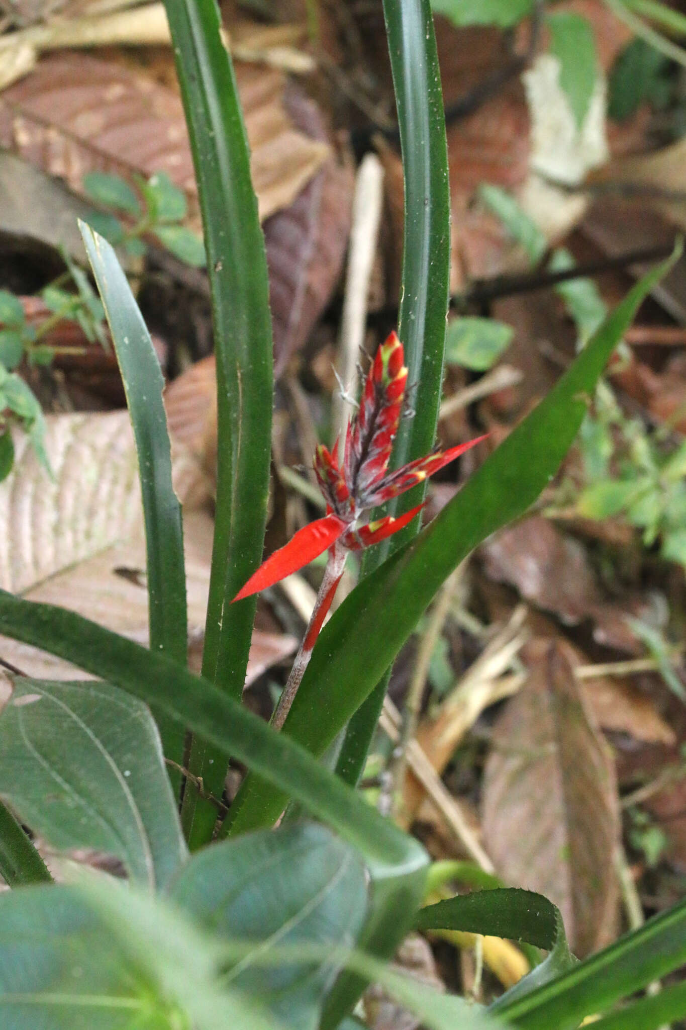 Image of Aechmea tillandsioides (Mart. ex Schult. & Schult. fil.) Baker