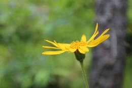 Image of mountain arnica