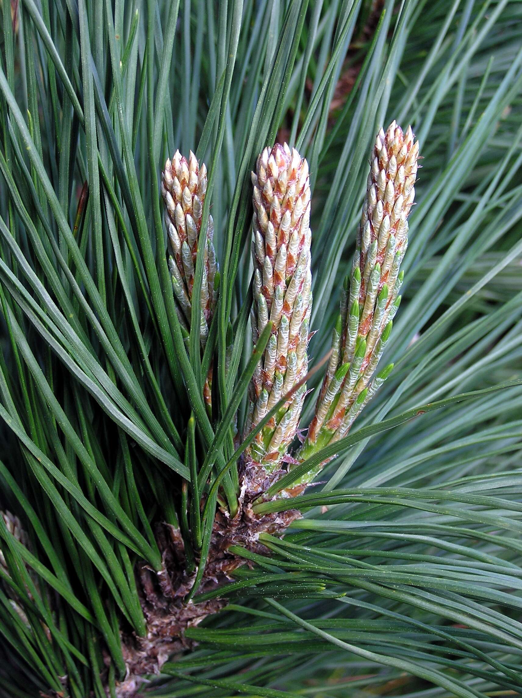 Image of Cedros Island Pine