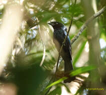 Image of Lesser Racket-tailed Drongo