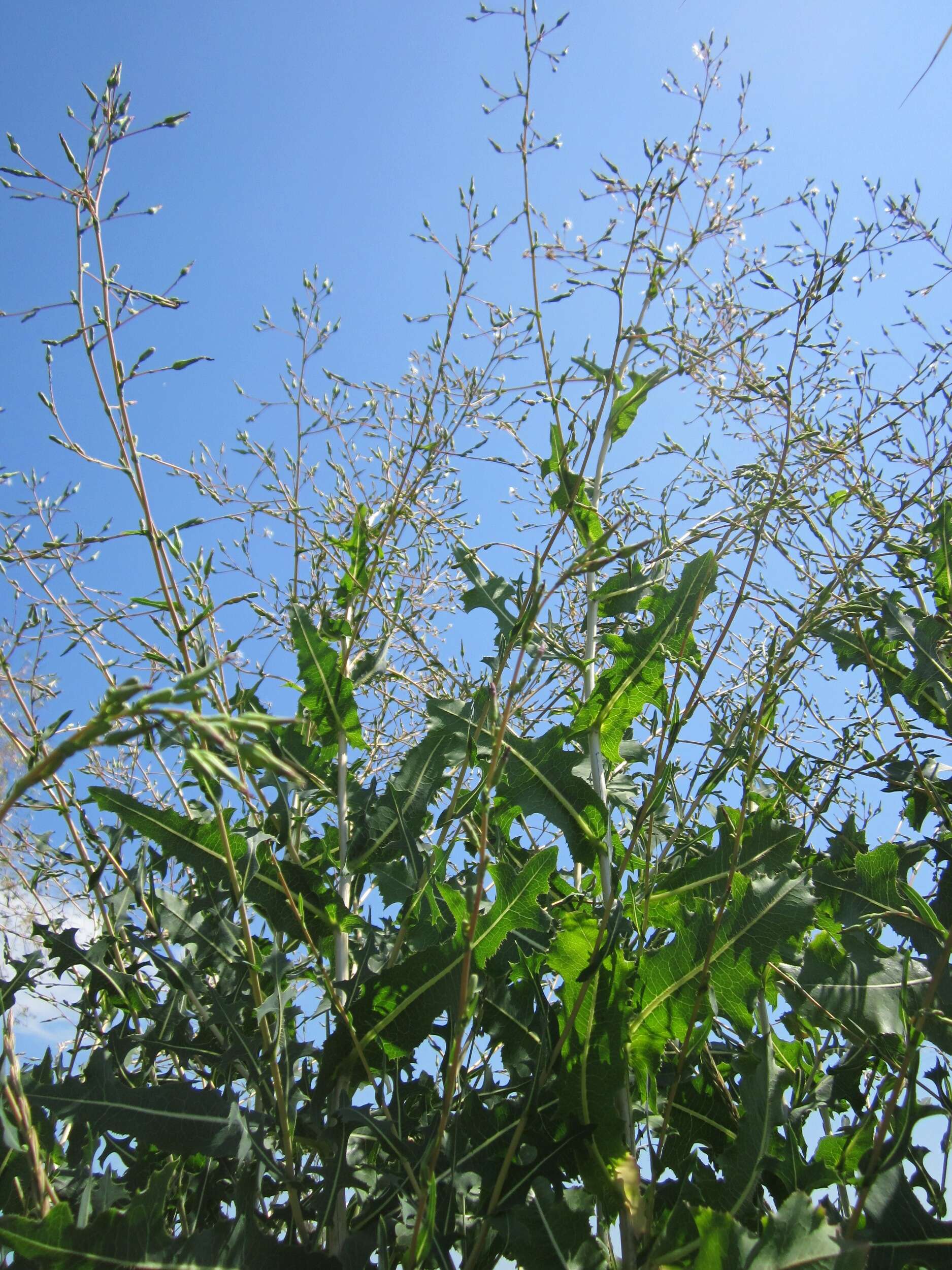 Image of prickly lettuce