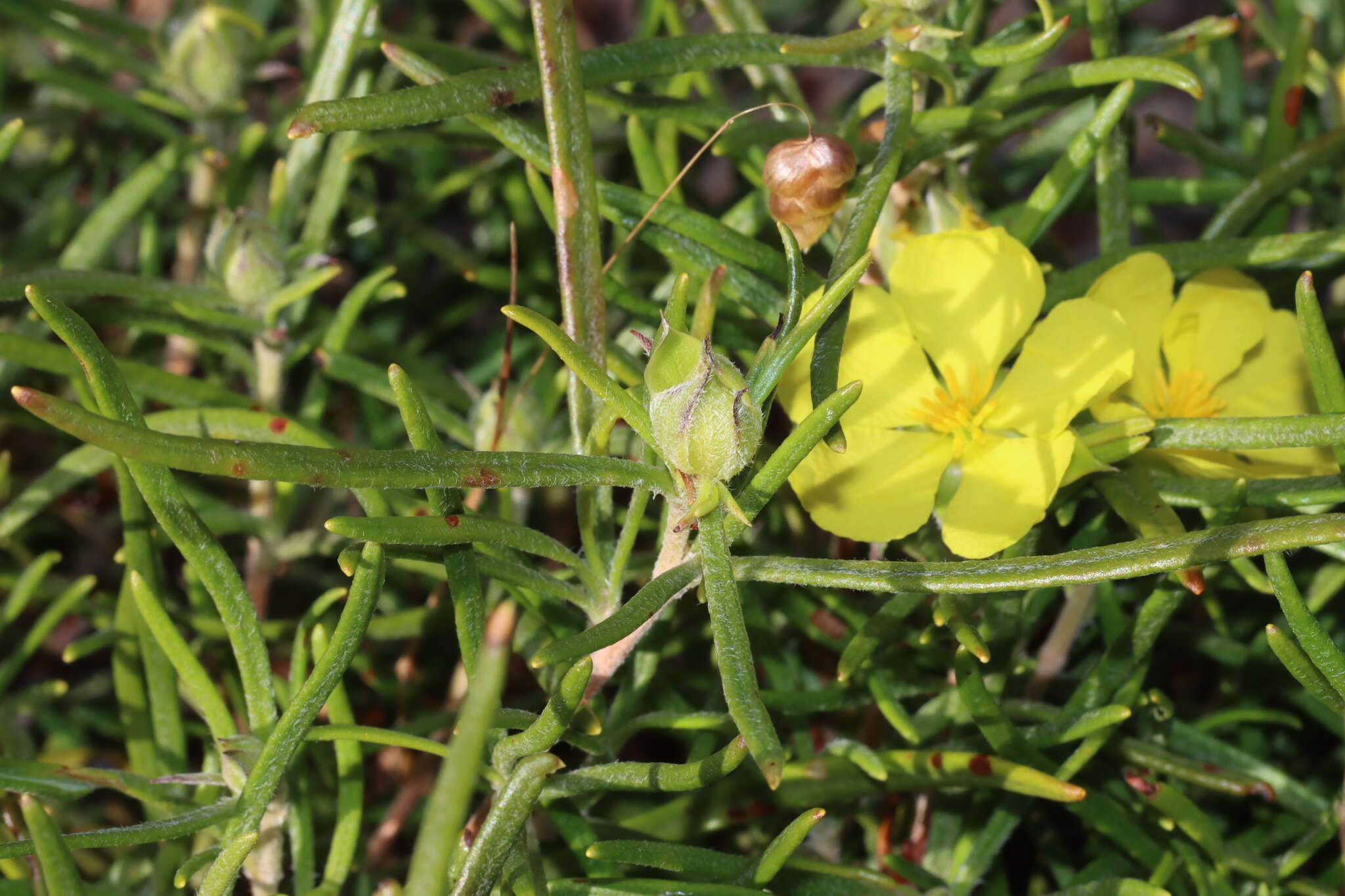 Image of Hibbertia huegelii (Endl.) F. Müll.