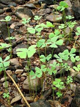 Plancia ëd Marsilea ephippiocarpa Alston