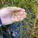 Image of bulblet-bearing water hemlock