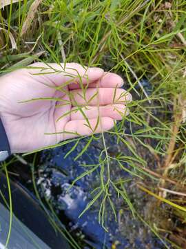 Image of bulblet-bearing water hemlock