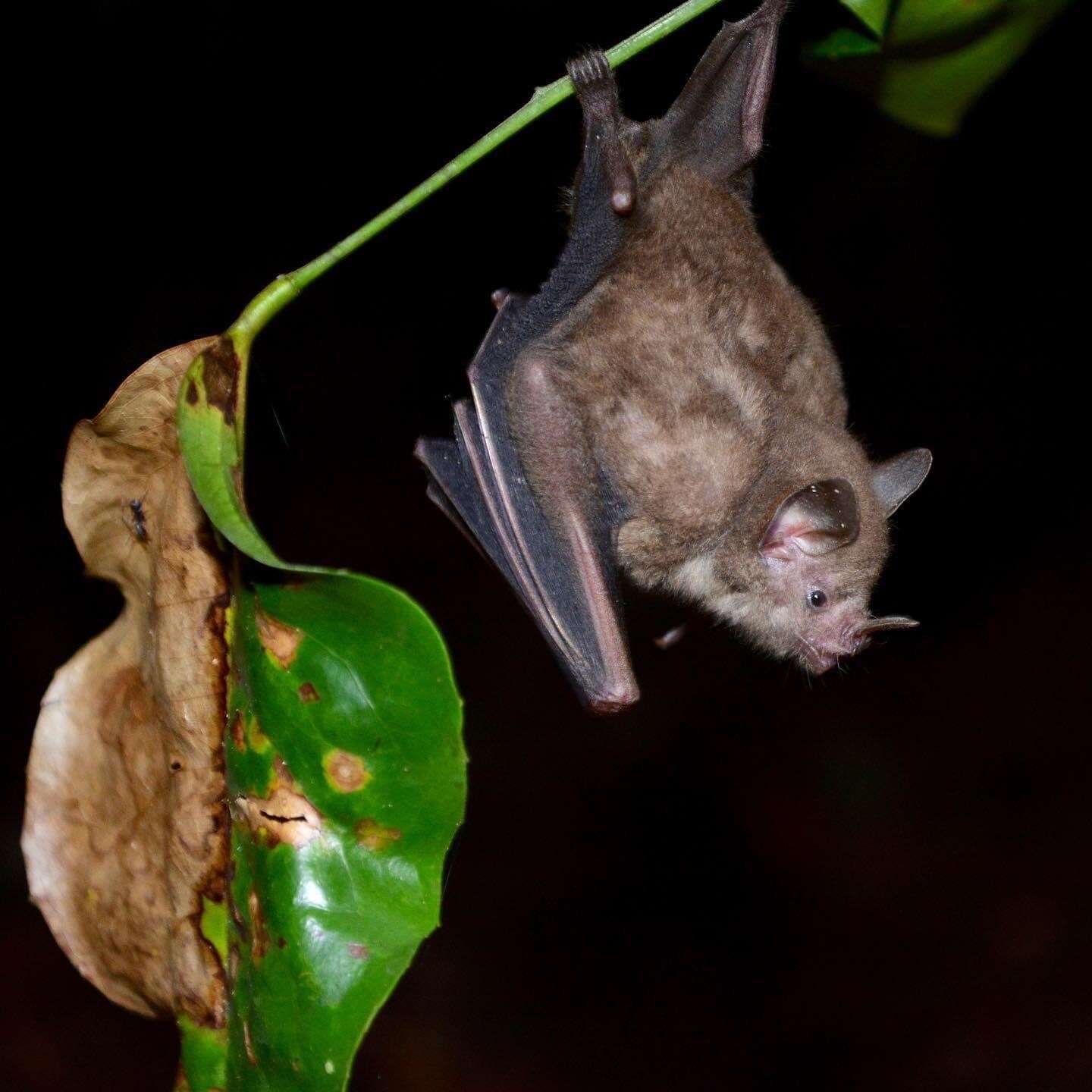 Image of Fischer's Little Fruit Bat