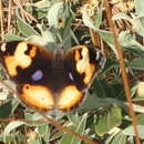 Image de Junonia hierta cebrene Trimen 1870