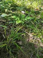 Image of oval-leaf sedge