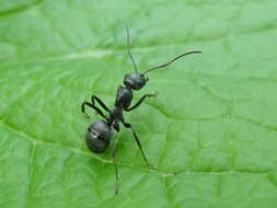 Image of SIlky Ant