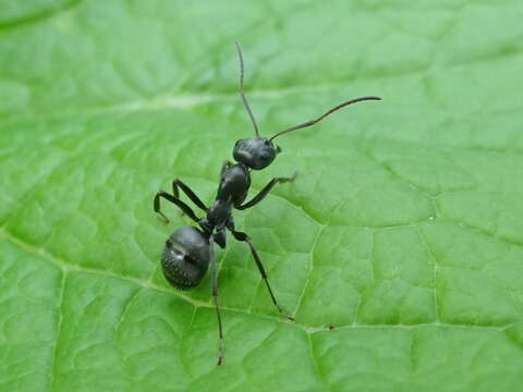 Image of Formica subsericea Say 1836