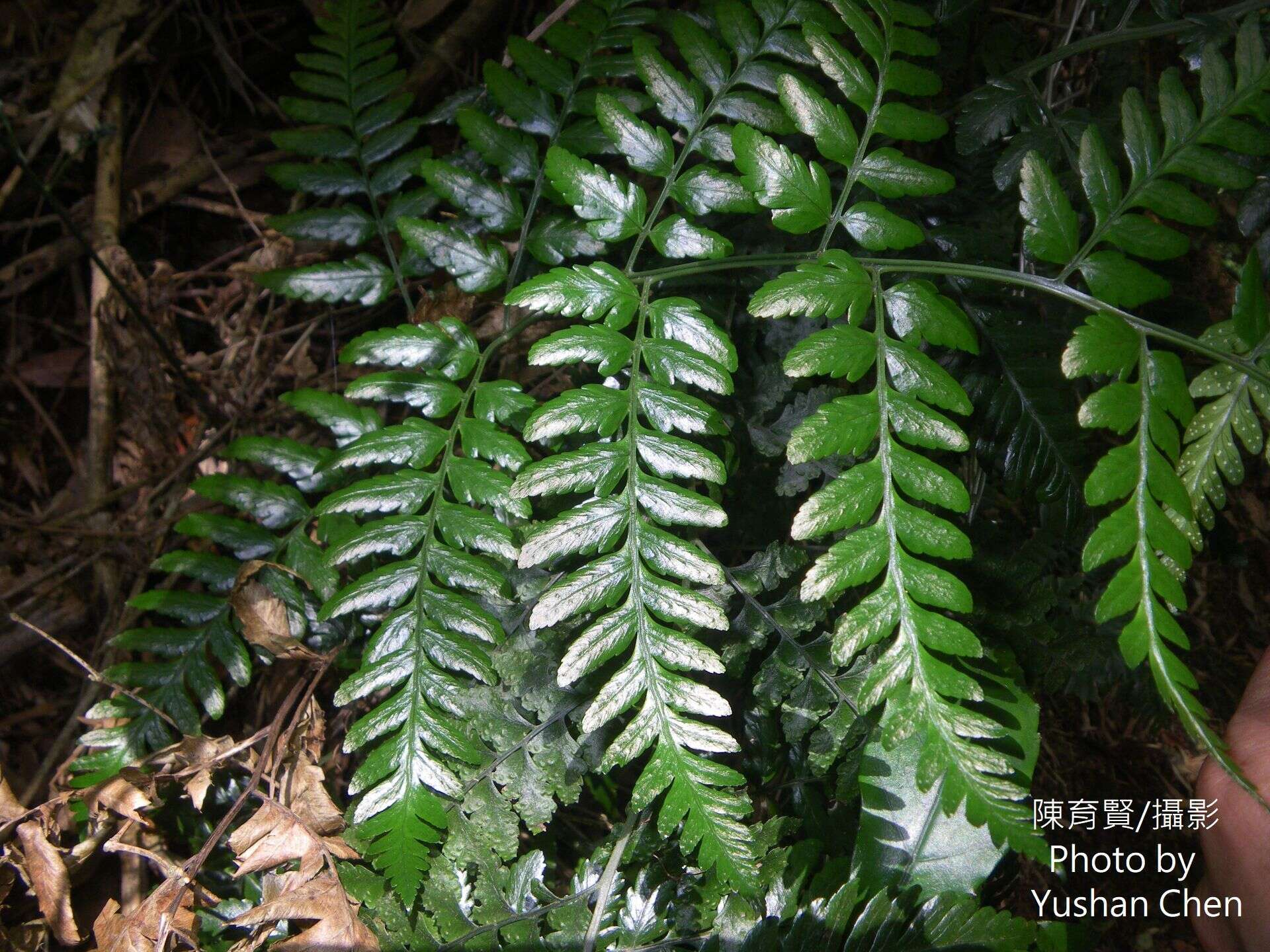 Image of Dryopteris polita Rosenst.