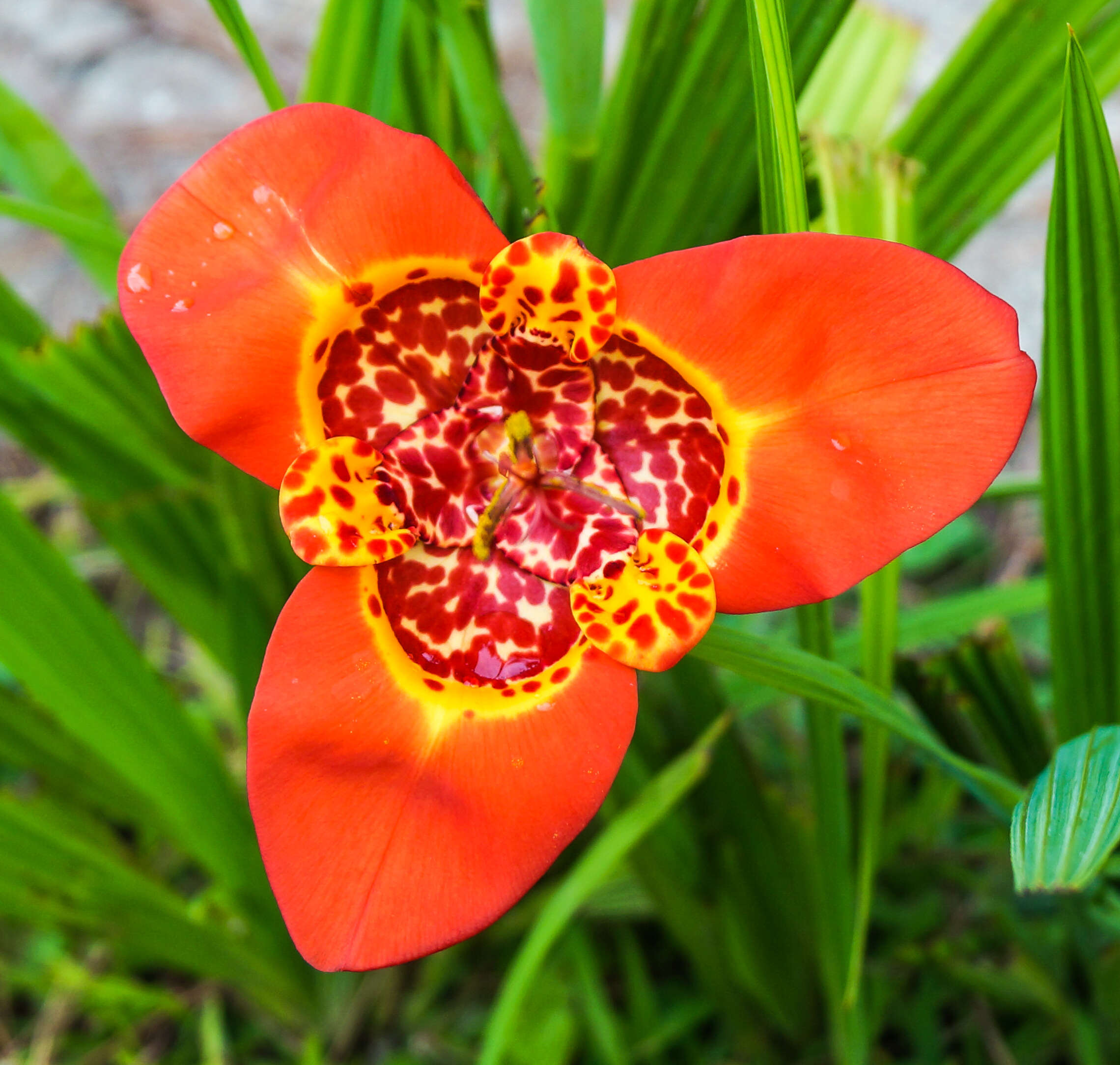 Image of Mexican Shellflower