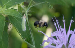 Image of Anthophora abrupta Say 1837