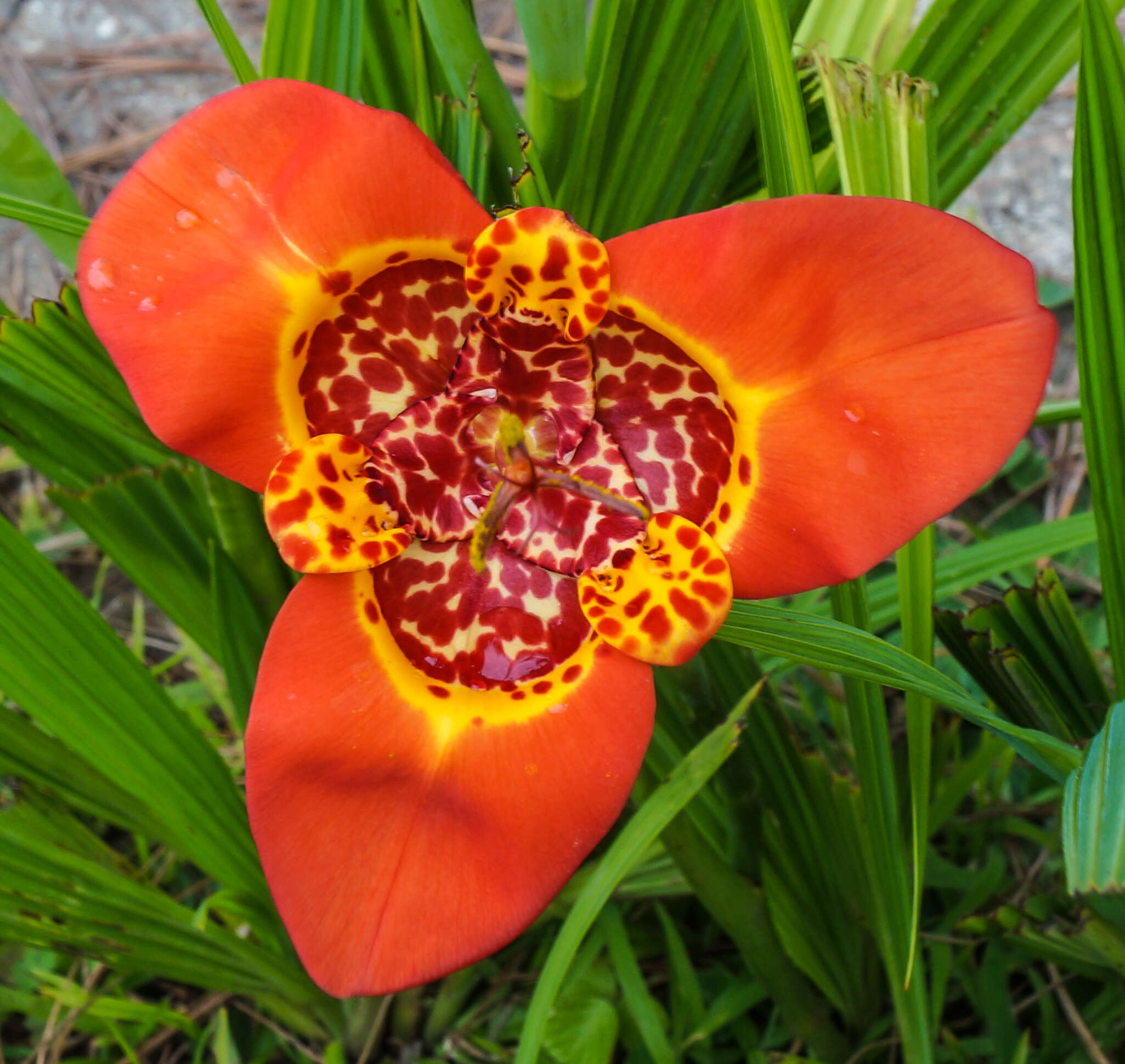 Image of Mexican Shellflower