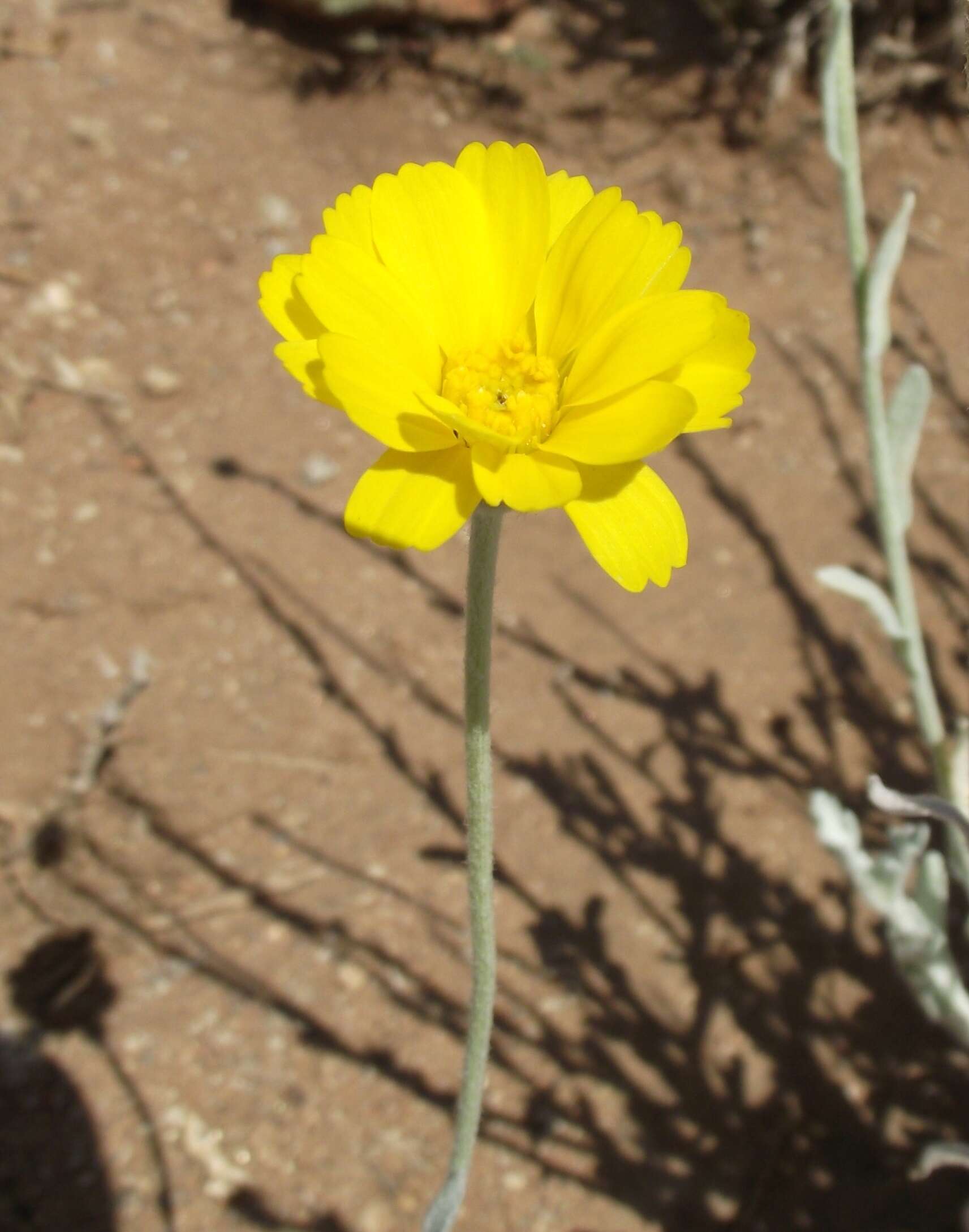 Image of desert marigold