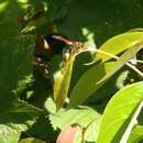 Image of Western Paper Wasp