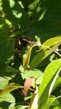 Image of Western Paper Wasp