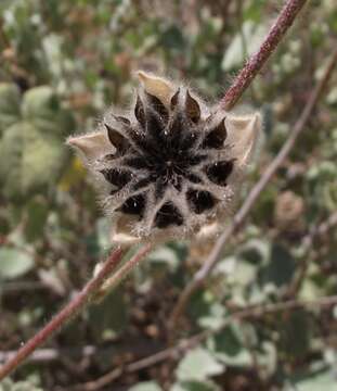 Image of Palmer's Indian mallow